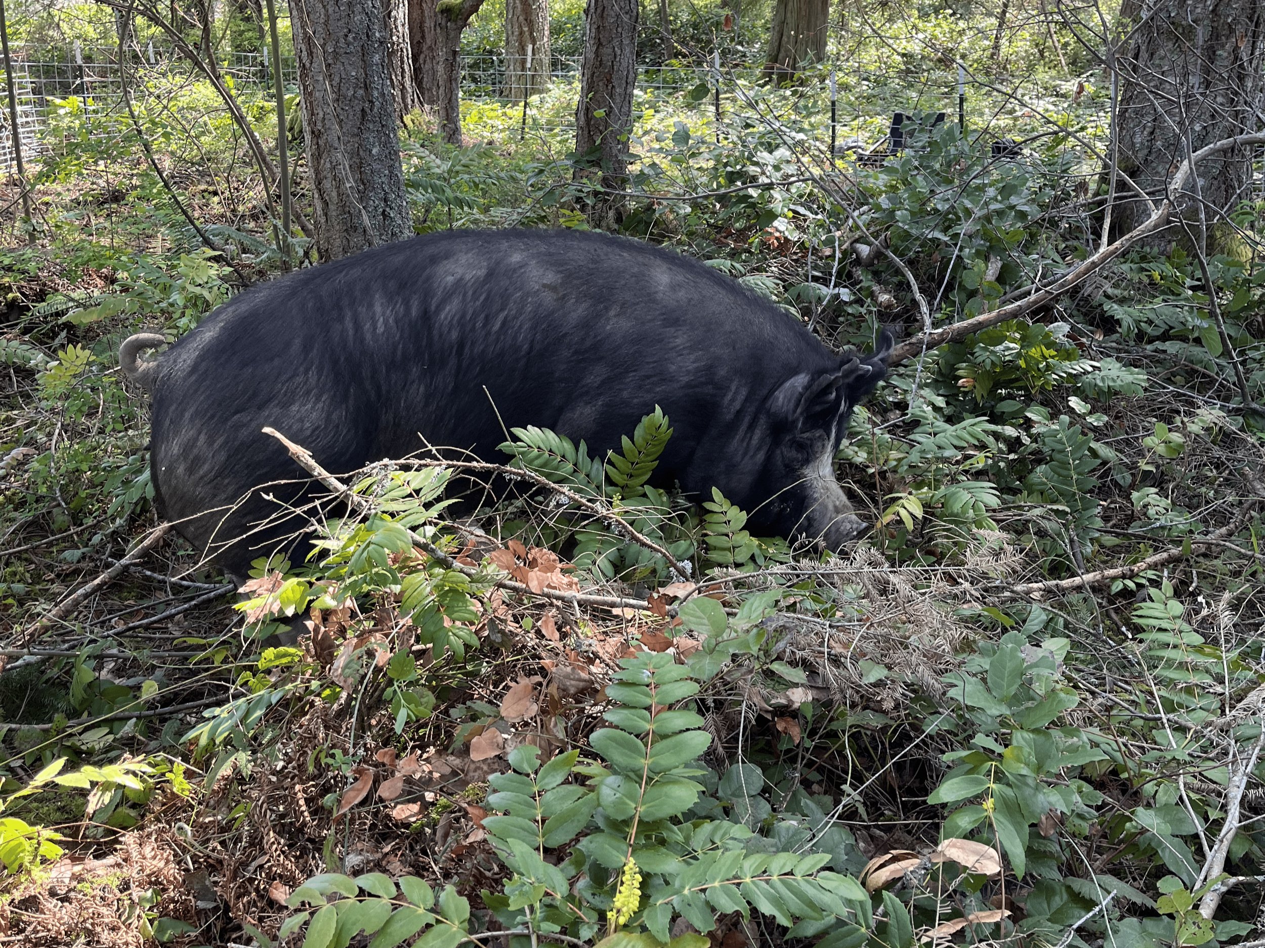 Forest+raised+Berkshire+ A black pig foraging in a wooded area, surrounded by ferns and fallen leaves, showcasing natural behavior in a forested environment.
