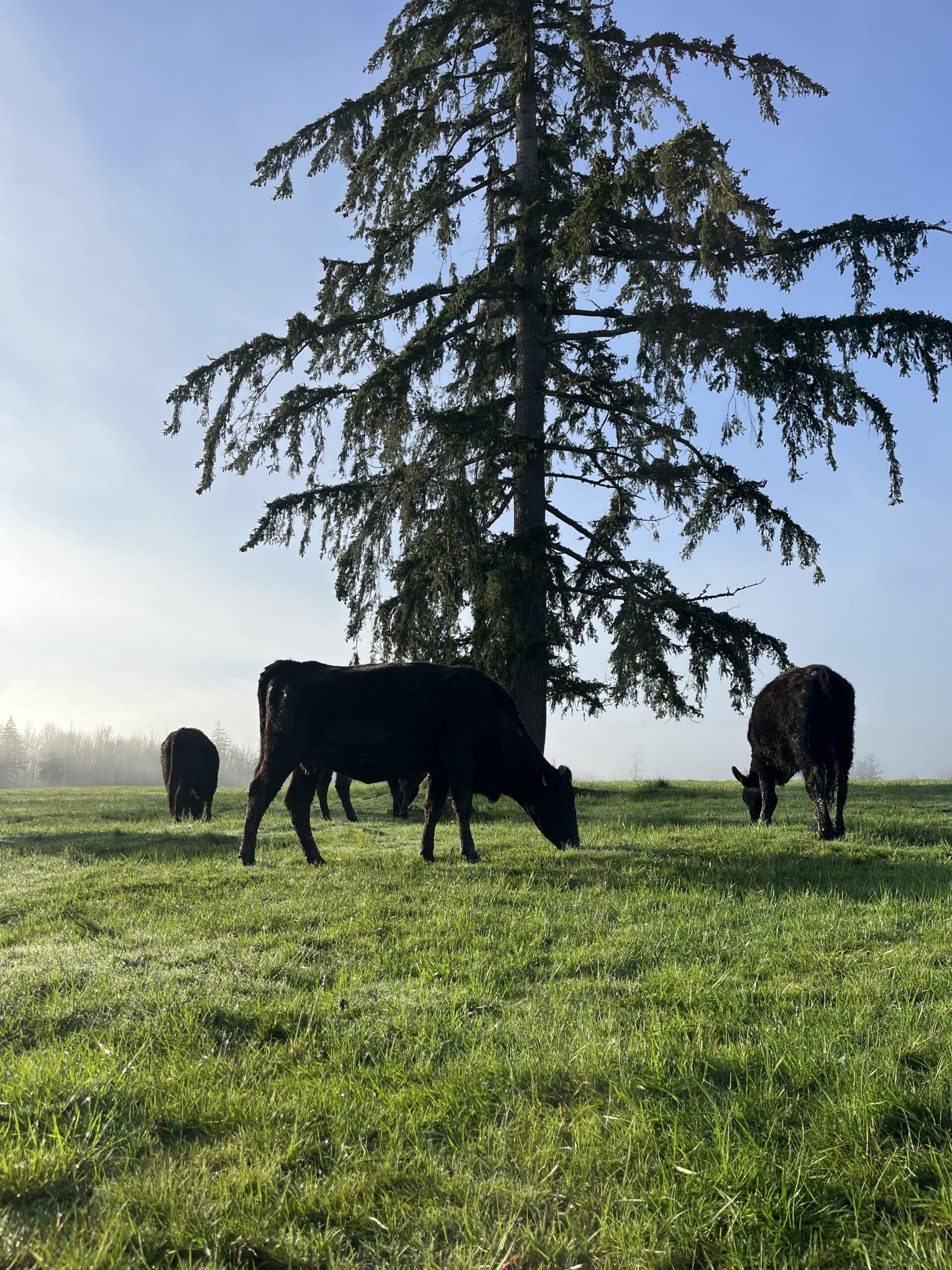Black cows grazing in a lush green pasture under a clear blue sky, with a tall evergreen tree in the background. The scene captures a serene rural landscape, highlighting the tranquility of farm life.