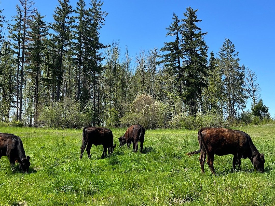 beef+cows+grazing+lush+grass Black cows grazing in a lush green field surrounded by tall trees under a clear blue sky.