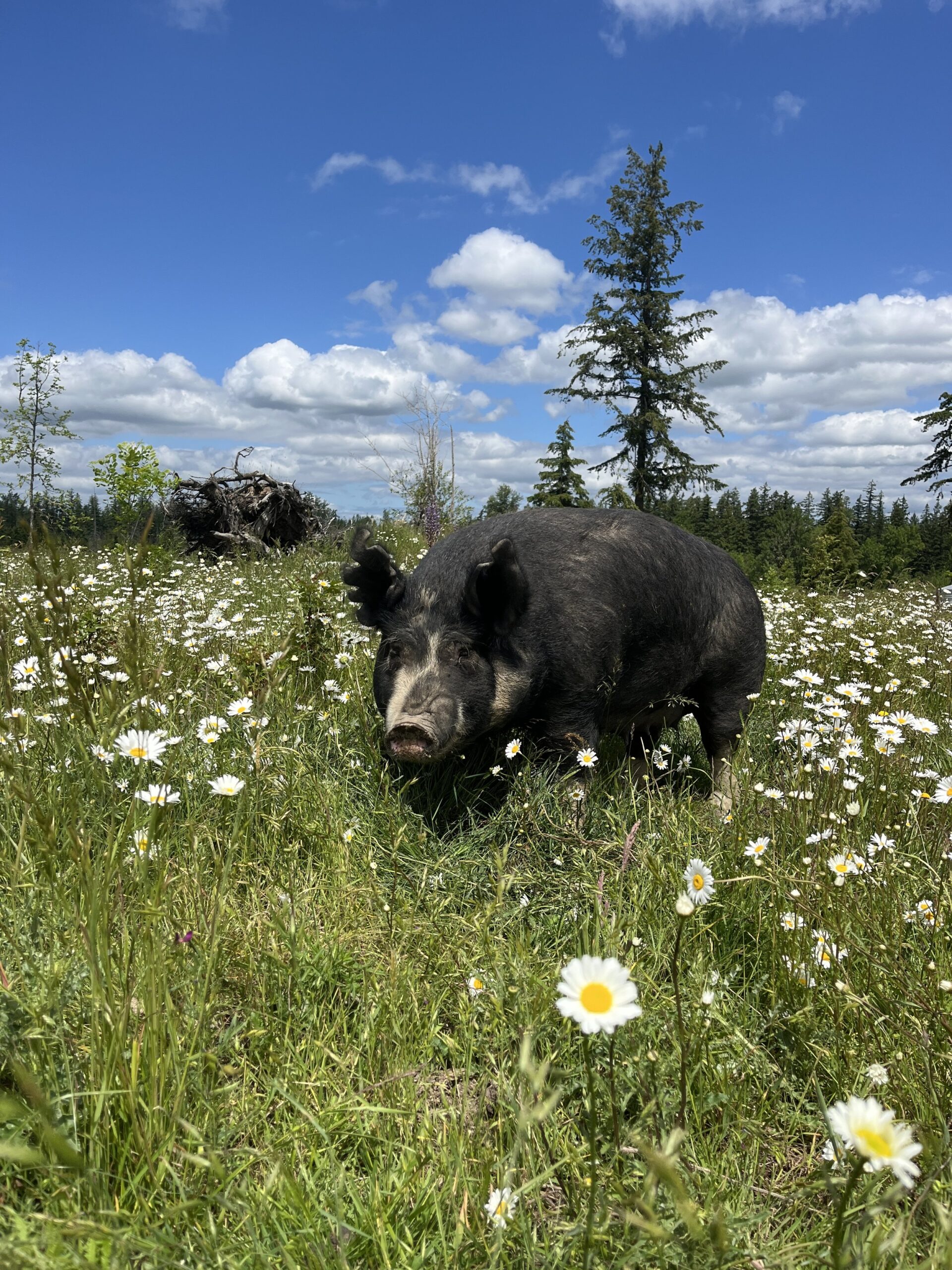 A black pig standing in a field of wildflowers under a blue sky with fluffy clouds, surrounded by green grass and trees in the background.